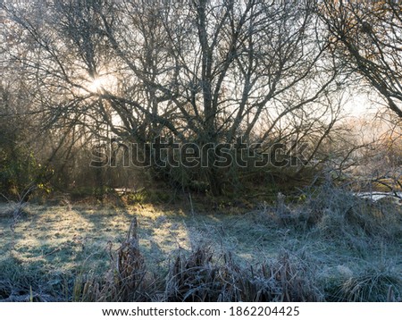 Surrey heathland with frost through trees during the morning golden hour.