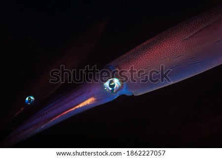 Atlantic ocean squid macro photo