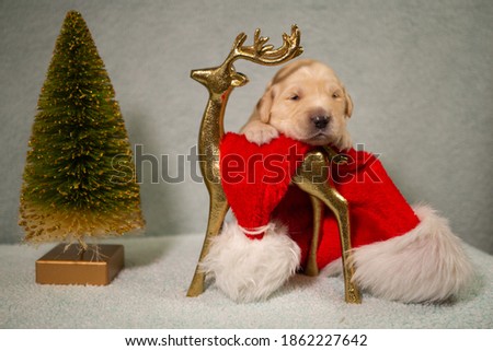Studio Photography of 2 week old pure bred Golden Retriever puppies in December 2020. Recently opened their eyes and very photogenic.