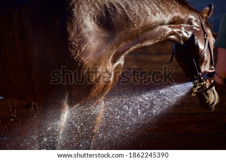 Kentucky Thoroughbred Race horse stands to be washed as water sprays from a hose.  Royalty-Free Stock Photo #1862245390