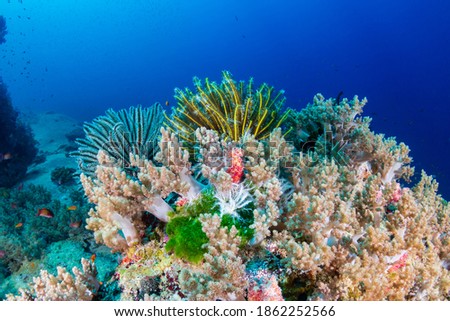 Crinoids and soft corals on a colorful coral reef in Thailand