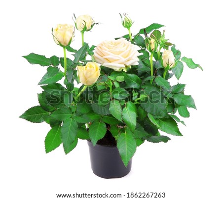 Yellow rose in a pot isolated on a white background. Gardening. House plant