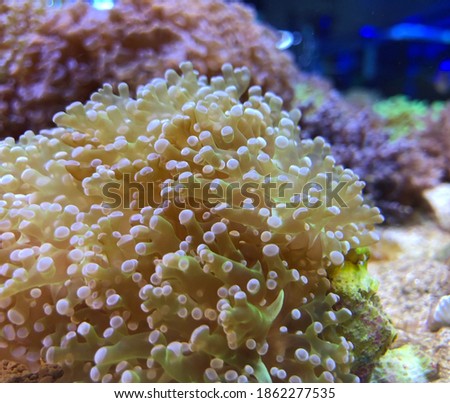 Frogspawn Coral in Aquarium (Euphyllia divisa) Royalty-Free Stock Photo #1862277535