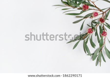 Australian native Hakea leaves and flowers on a white wooden background photographed from above. Composition frames the blank space to allow for copy.