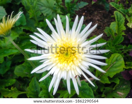 White babandesiya close up picture. Isolated babandesiya flower.