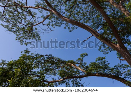 Low Angle View Of Trees Against cloud Blue Sky