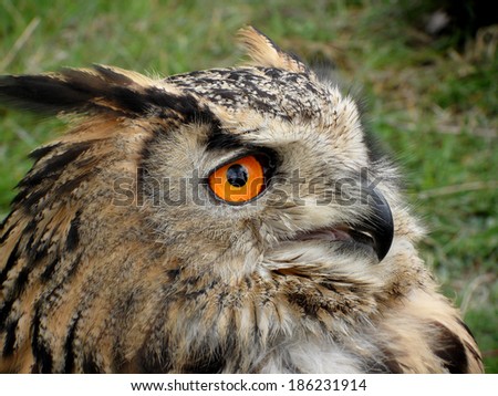 portrait of an eagle owl