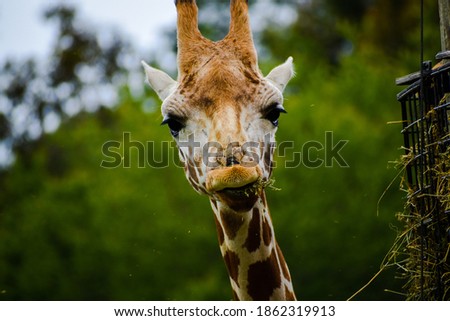 Close up of a Giraffe chewing on hay