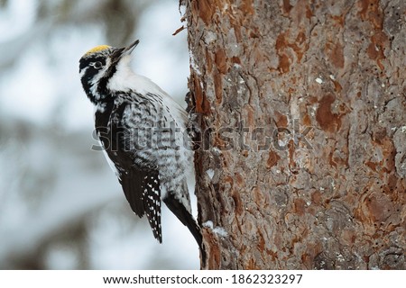 Three-toed Woodpecker bird on a tree in Oulanka National Park, Finland Royalty-Free Stock Photo #1862323297