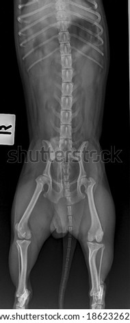x ray normal pelvic 9-years old male dog ,side view