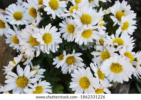 chamomile as background. Blurred background.