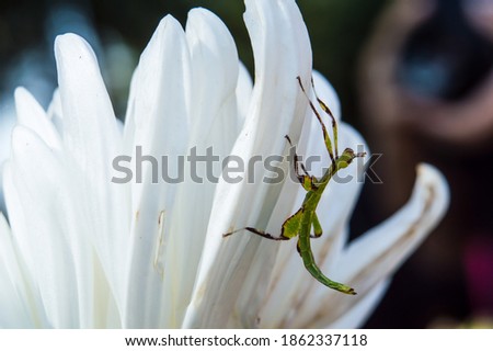 Picture of leaf insect stick on white petal flower