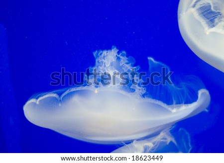 Underwater view of jellyfish