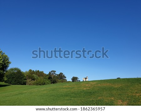 Puppy on a peaceful horizon hill