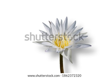 Beautiful white lotus flower on white background.