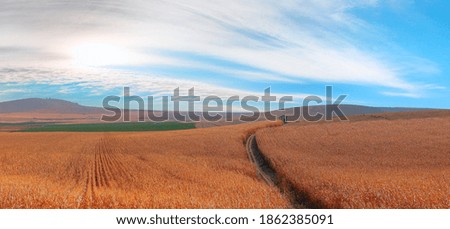Path in the middle of ripe cornfield   ready for harvesting