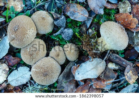 Lycoperdon perlatum. Puffball mushrooms among oak leaves and lichens in autumn.