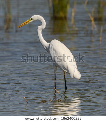 great egret (Ardea alba) alias common, large or great white egret or heron wading in pond Royalty-Free Stock Photo #1862400223