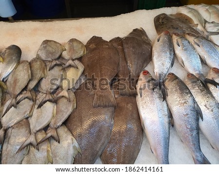 Malayan flounder or Indian Halibut also known at flatfish is a marine fish, black pomfret or ikan bawal and milk fish. Common fish in Malaysia market.  White ice background. Protein source