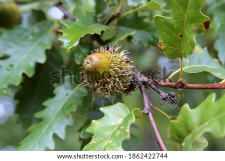 Quercus cerris, Turkey Oak, Fagaceae. Wild plant photographed in the fall. Royalty-Free Stock Photo #1862422744