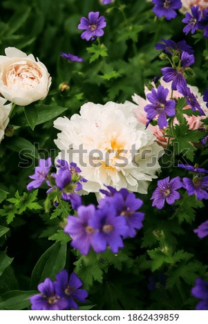 pink lush peonies and small purple flowers close up