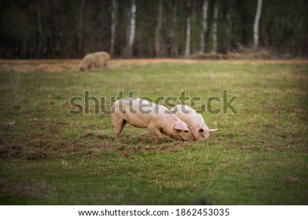 Three pigs graze on the farm. Two swines digging the ground. High quality photo