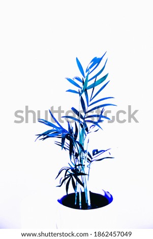 art color photo of tropical plants and flowers, 
