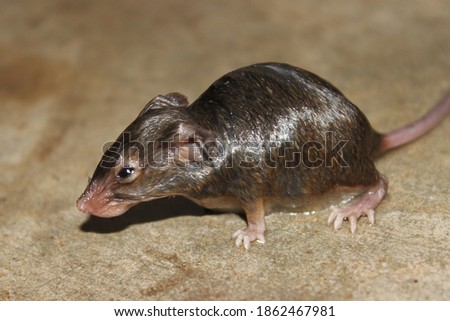 A picture of rat on floor in the house