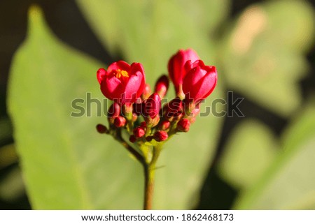 A picture of flower with blur background