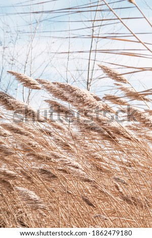 Dry reed on the lake, reed layer, reed seeds. Golden reeds on the lake sway in the wind against the blue sky. Abstract natural background. Beautiful pattern with neutral colors. Pampas grass
