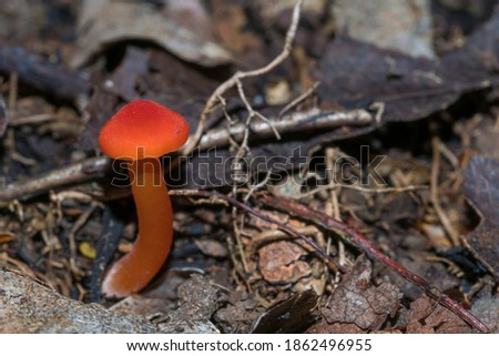 Colorful mushroom and fungi in the forest of Canada 