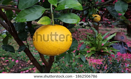 Mandarin, the representative fruit of Jeju Island, Korea