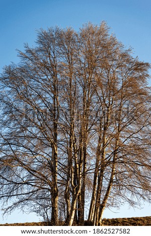 Large beech trees without leaves on green meadow and clear sky in autumn, Lessinia Plateau, Veneto, Verona province, Italy, Europe.