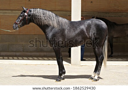 Beautiful full body portrait of a grey young spanish horse