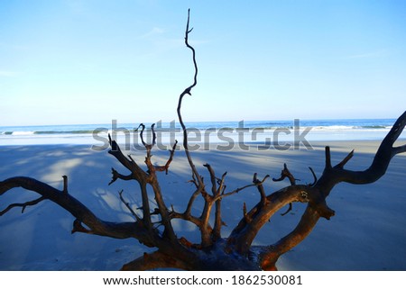 photography picture of a wonderful beautiful futuristic tree trunk against the backdrop of the sea horizon of nature