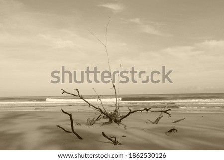 photography picture of a wonderful beautiful futuristic tree trunk against the backdrop of the sea horizon of nature