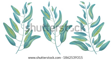  Leaves branch set. Hand painted eucalyptus elements isolated on white background. Artistic clip art