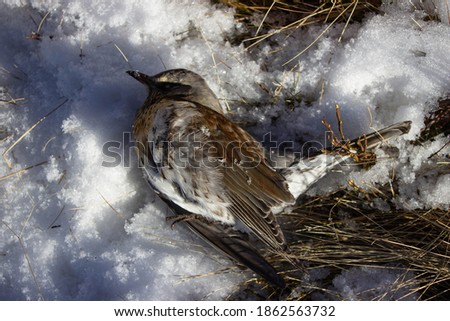 Turdus pilaris bird that died from freezing. Dead wild bird on the snow in the middle of the Nevegal meadow, Italy.