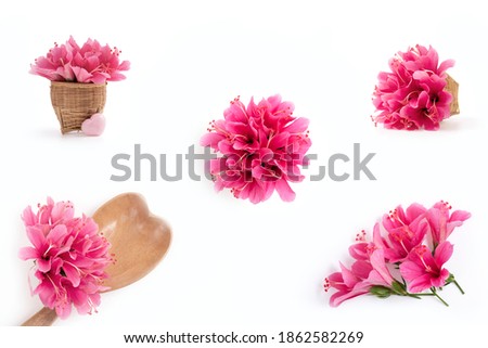 Pink hibiscus flowers isolated on white background image 