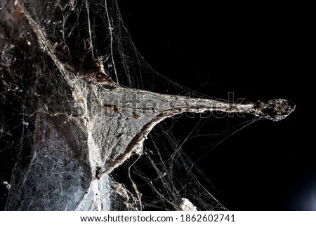 spiderweb on a dark background