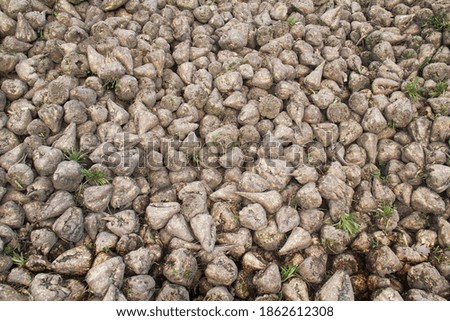 Heap of Sugar beet in autumn after harvest 