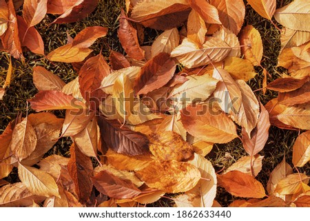 Colorful leaves in the autumn fallen on the ground