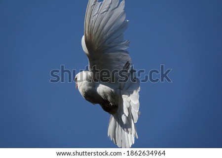 Close-up of a white dove in flight against a blue sky background