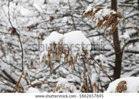 nature in winter time covered with snow