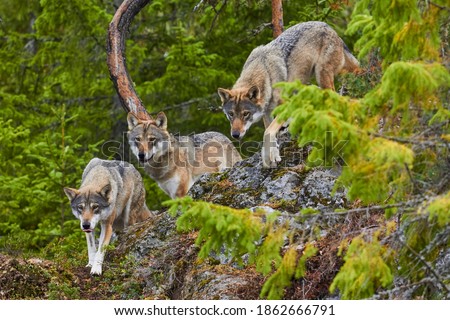 Wolf pack, wolves attacking, lord of the forest