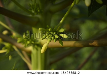 Papaya Flowers High Resolution Stock Photography