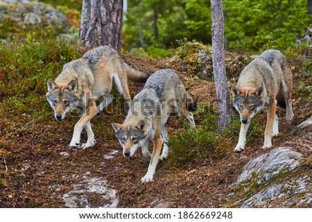 wolves, Wolf pack attacks, on the hunt