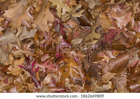 Piles of dried red and brown autumn leaves