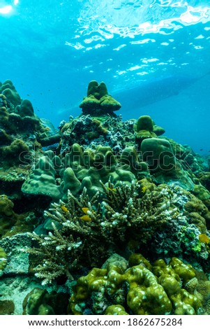 underwater scene with coral reef and fish,phi phi island,Thailand.