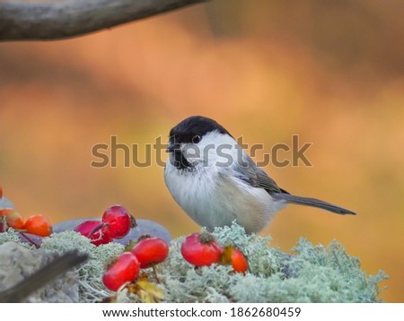 Willow tit (Poecile montanus) looking for food Royalty-Free Stock Photo #1862680459
